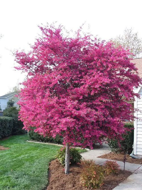 amazing Most Beautiful Pink Flowering Trees in Florida