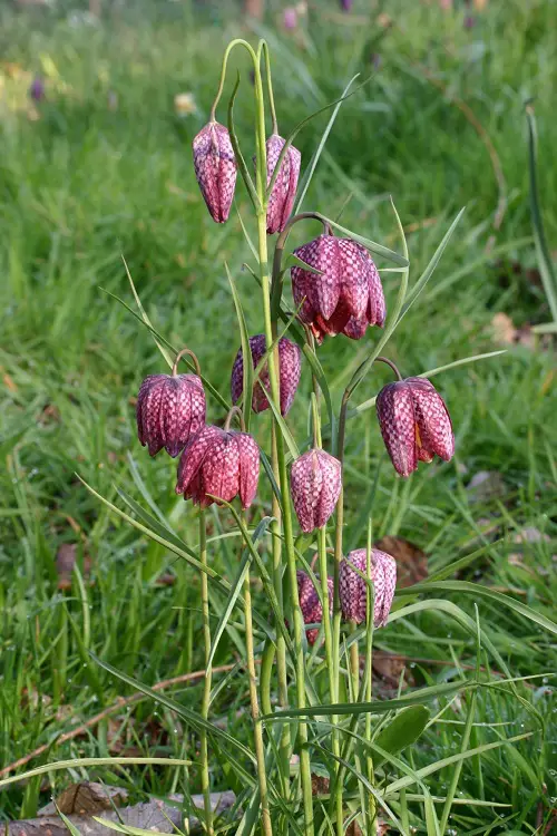 Best Beautiful Spring Flowers