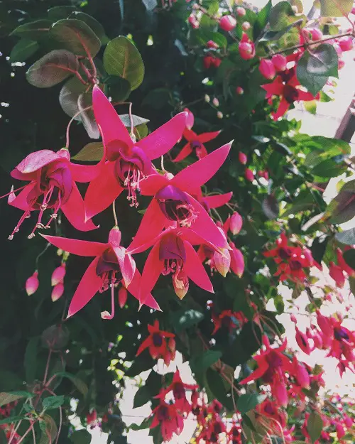 Best plant with White and Pink Flowers