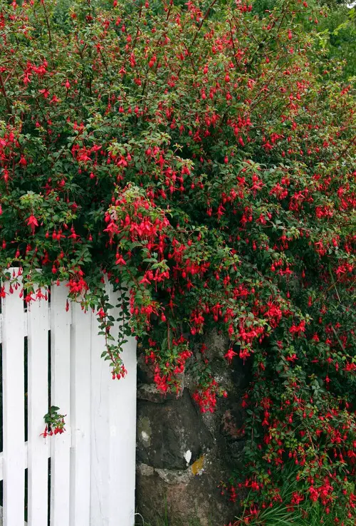 Climbing Fuchsia Flowering Vines