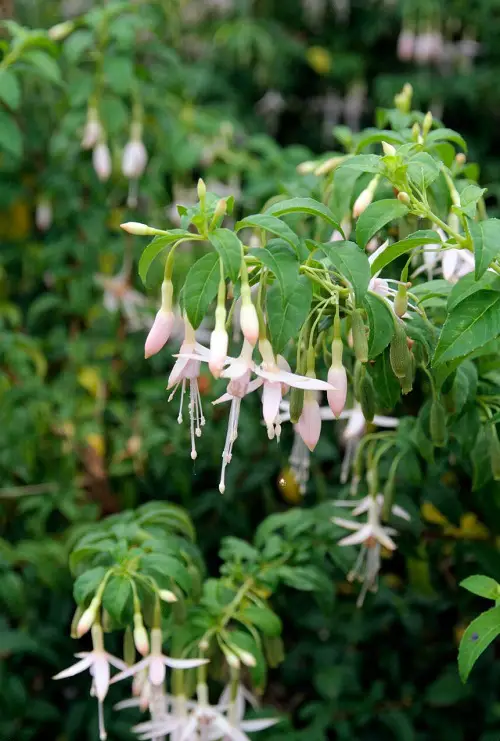 Gorgeous Blooms accompanied by white bells 3