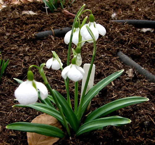 snowdrop Spring Flowers