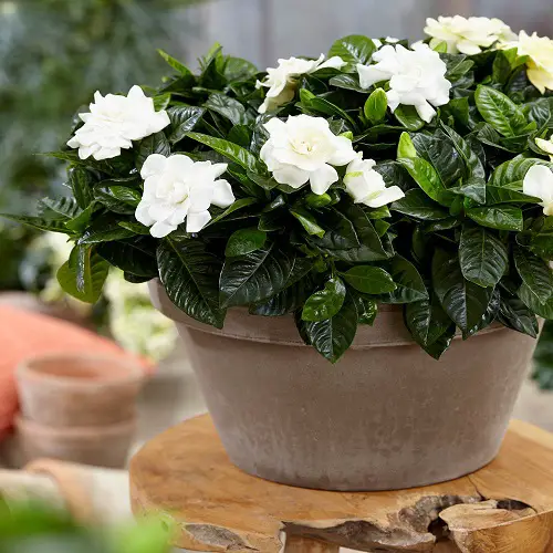 gardenia Flowers that Grow from Cuttings