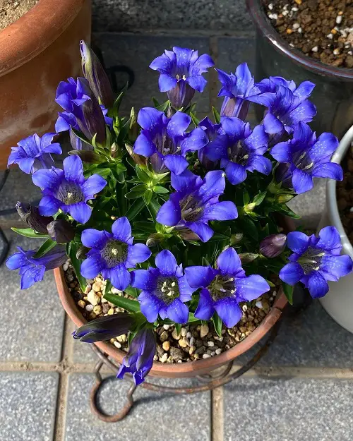 beautiful Blue Flower Names & Images 