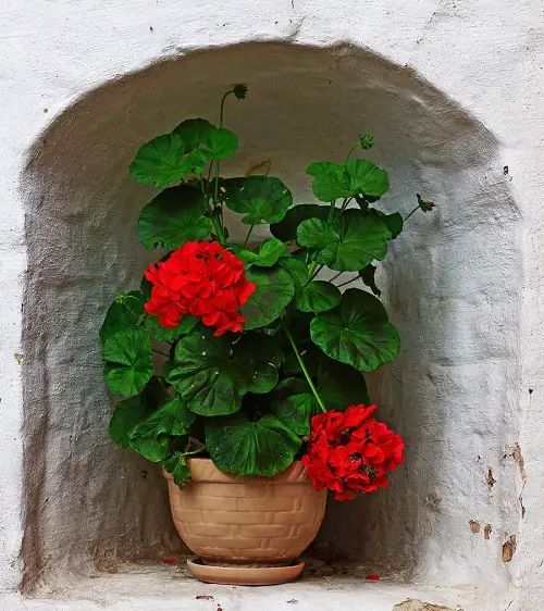 geraniums Flowers that Grow from Cuttings 