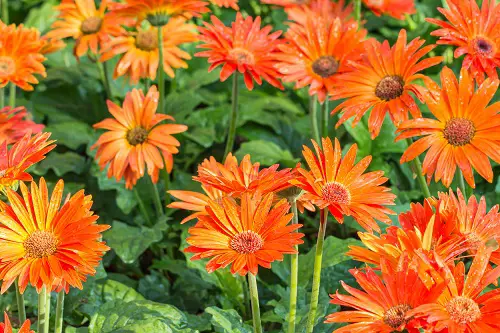 25 best perennials with orange flowers 