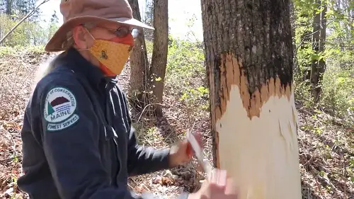 Oak Tree Borers Treatment
