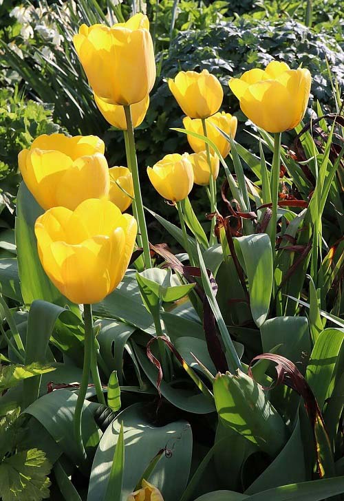 Stunning Yellow Tulips Varieties to Grow in garden