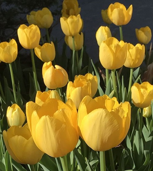 lovely Beautiful Yellow Tulip Varieties to Plant 