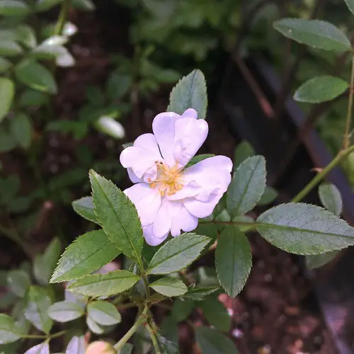 gourmet popcorn Rose Varieties for Containers