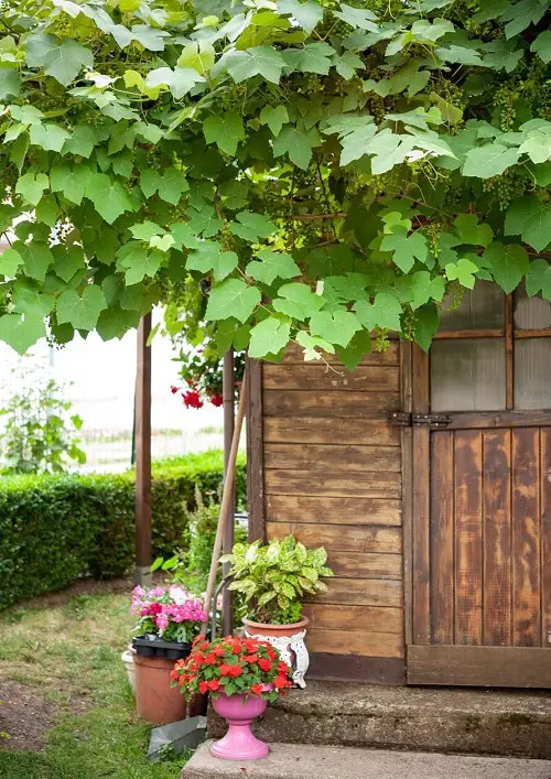 Rapidly Expanding Vines and Creepers 1