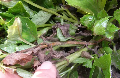 Common Issues and solutions of Gray or White Mold