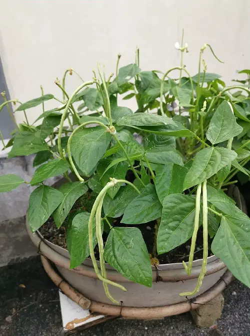 beautiful Most Productive Vegetables for a Balcony and Patio Garden