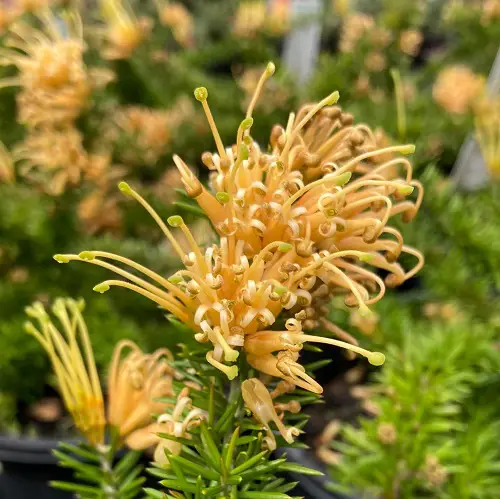 Establish Grevilleas in a Pot 4