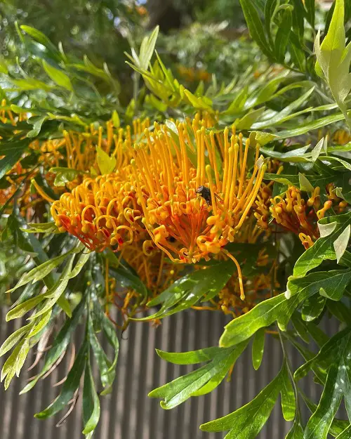 Establish Grevilleas in a Pot 3