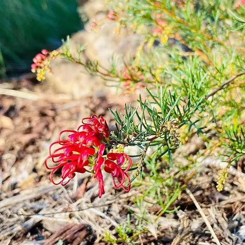 Grow Grevilleas in a Pot 2
