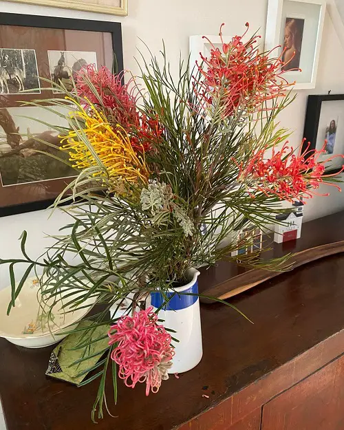 Grow Grevilleas in a Pot