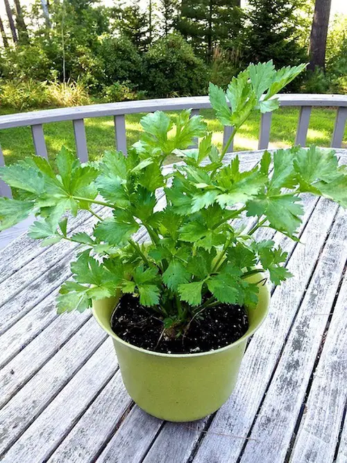 Growing Celery in Containers 