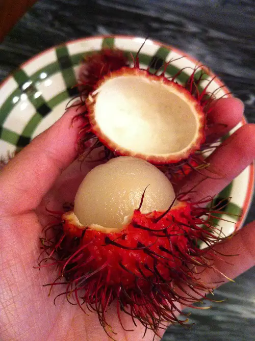 Growing Rambutan from Seeds