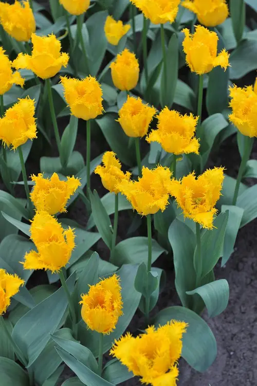 Gorgeous Varieties of Yellow Tulips