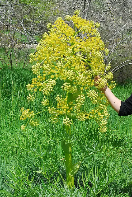 Asafoetida Care