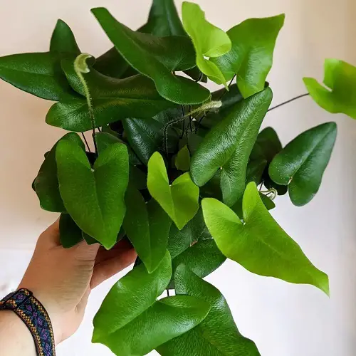 Heart Fern Care