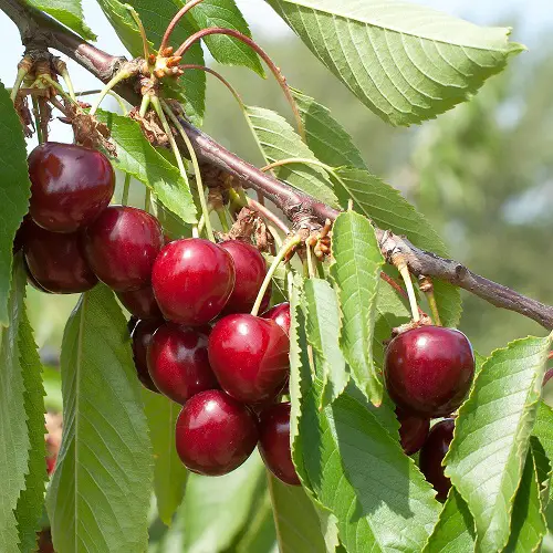 Optimal Cherry Variety for Pot Growing 