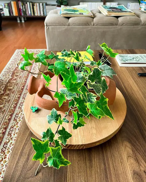 english evy plant for Gifting