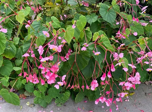 Beautiful Begonia Types5