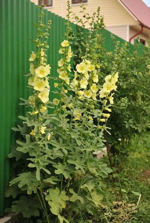 hollyhocks yellow Plants to attract hummingbird