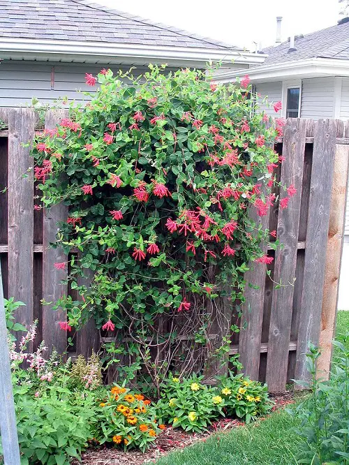 Honeysuckle Flowering Vines