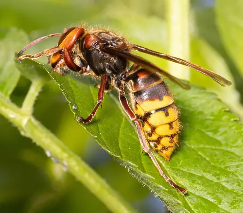 Categories of Typical common Garden Pests