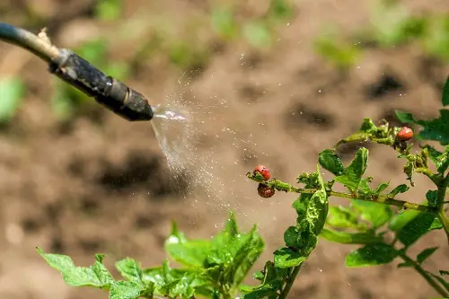 How to Get Rid of Potato Bugs with Chemical