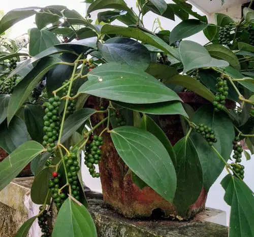 Edible Vines to Grow in Containers