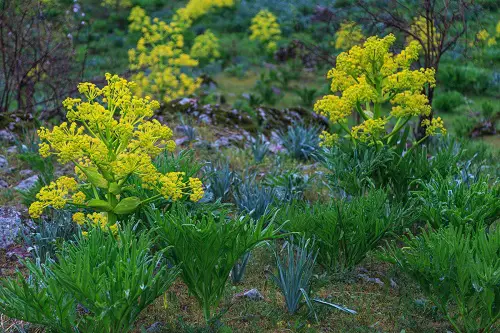 How to Grow Hing Plant