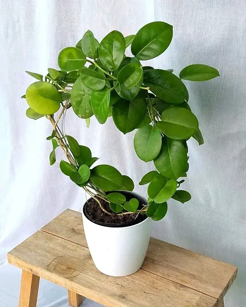 Hoya Varieties with Small Leaf 2