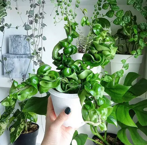 Little Leaf Hoya Types