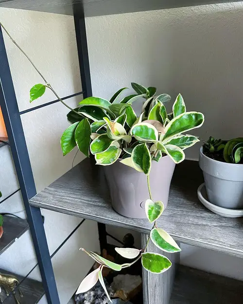 tiny leaf varieties of Hoya