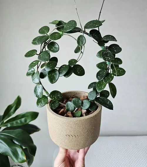 Little Leaf Hoya Types