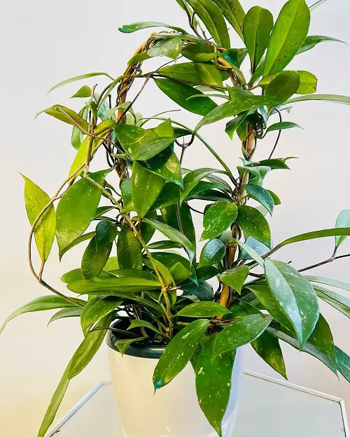 tiny leaf varieties of Hoya 2