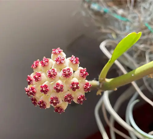 The Cutest White and Pink Flowers 2