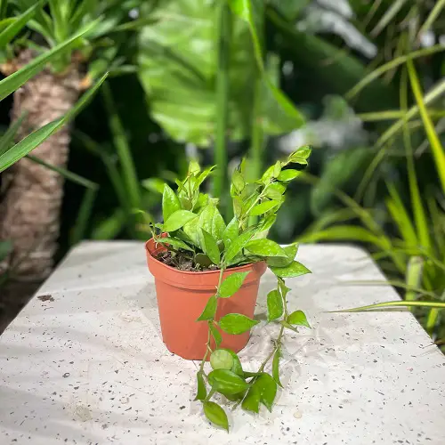 Hoya Varieties with Small Leaves 2