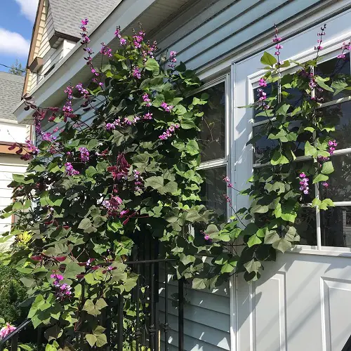 Hyacinth Bean Flowering Vines