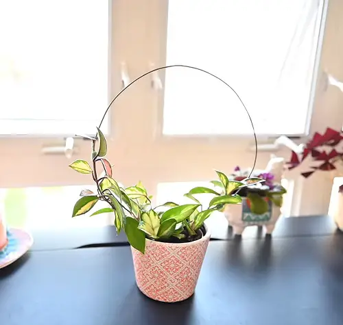 Infinity Circle Indoor Plant Trellis 