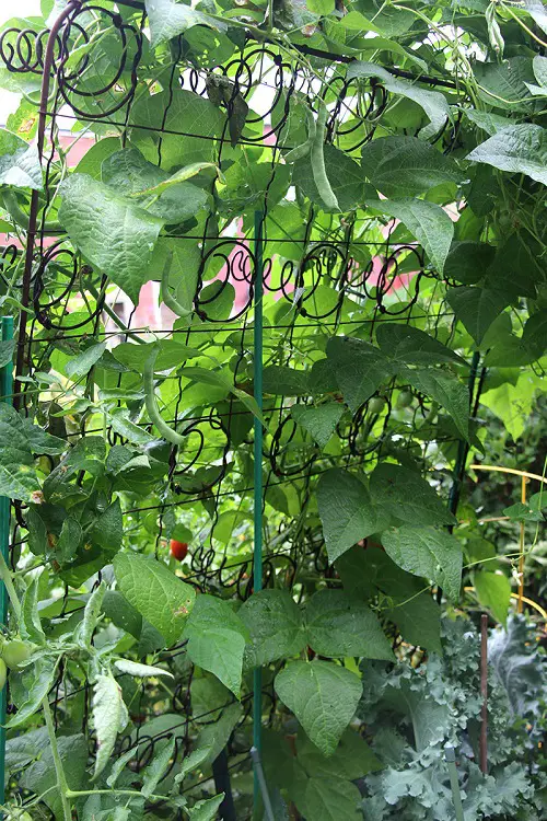 Inner Spring Trellis 