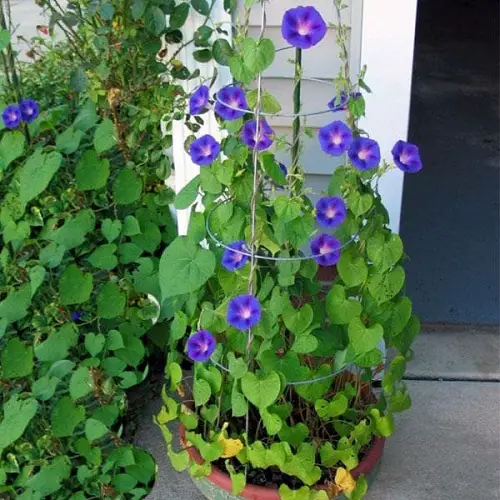 Morning Glory Flowering Vines
