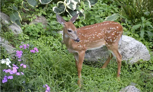 Is Verbena Deer Resistant
