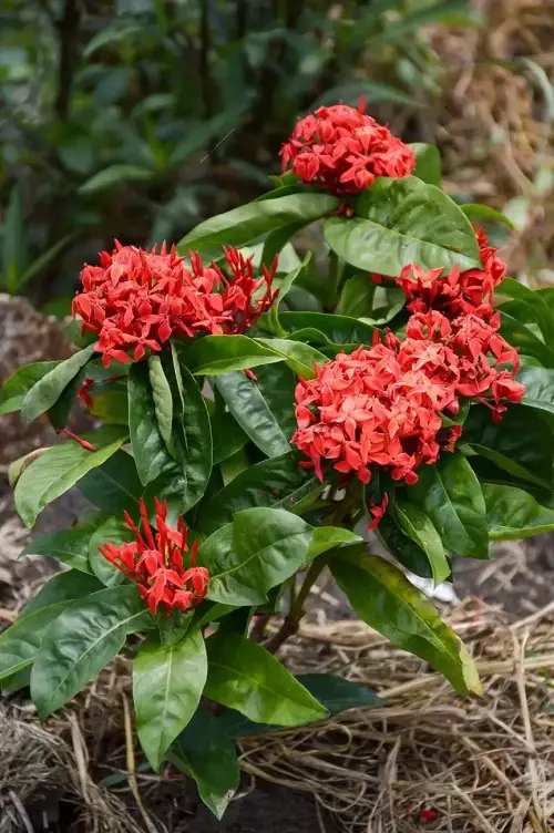 Requirements for Growing Ixora Maui Red