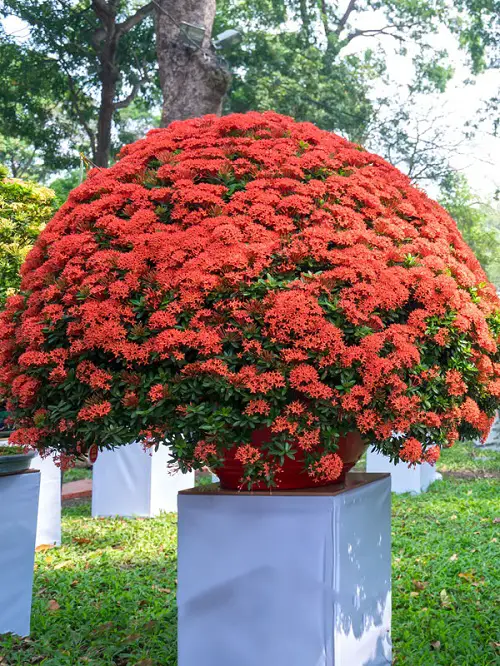 Best Pot Size for Growing Ixora Maui Red