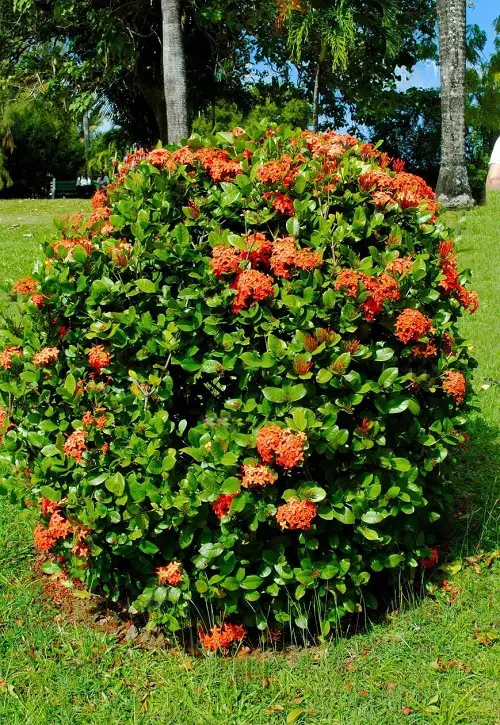 Ixora Maui Red Care and Growing Guide